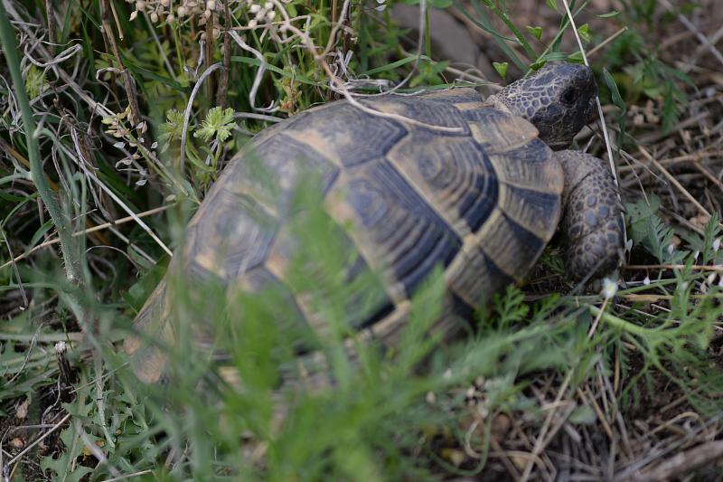 Testudo graeca