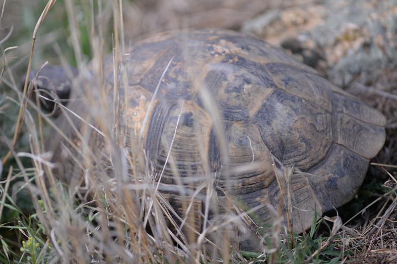 Testudo graeca