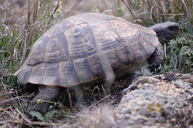 Testudo graeca