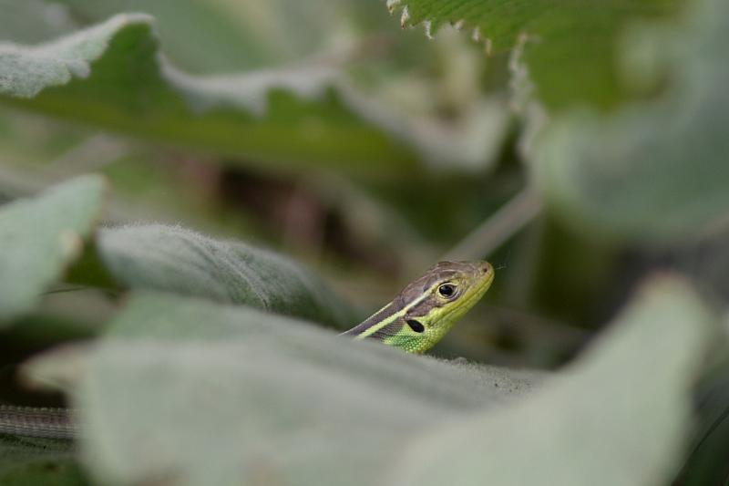 Lacerta trilineata