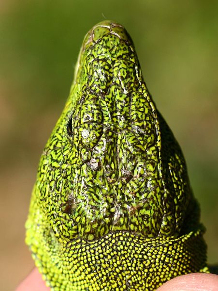 Lacerta trilineata