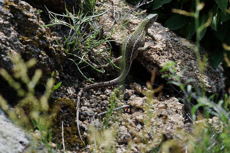 Lacerta viridis