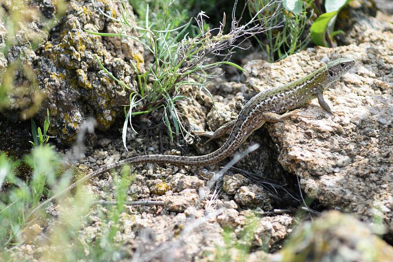 Lacerta viridis