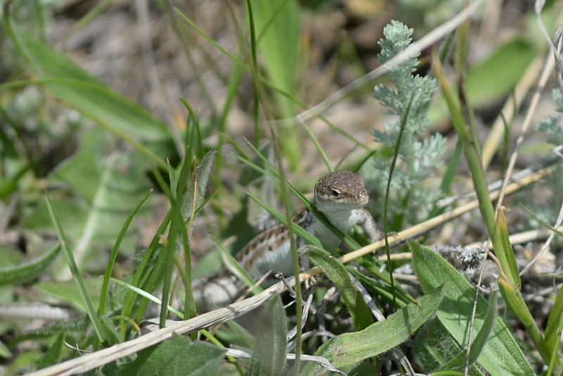 Podarcis tauricus