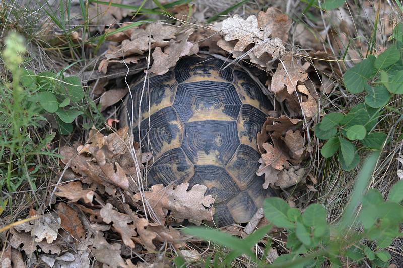 Testudo graeca