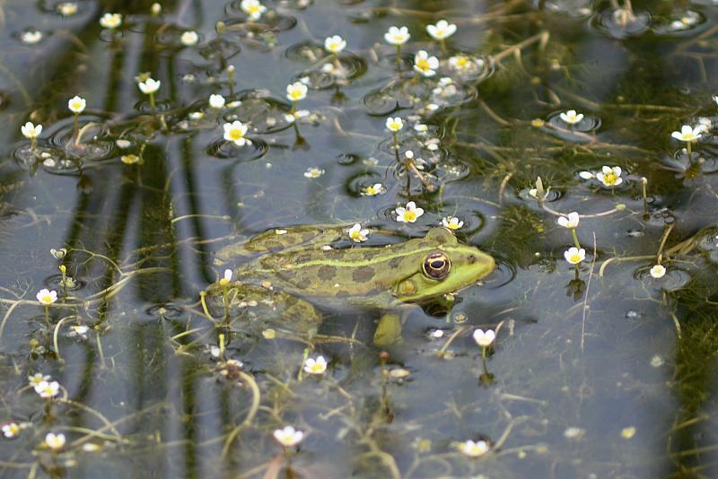 Pelophylax/Rana sp.