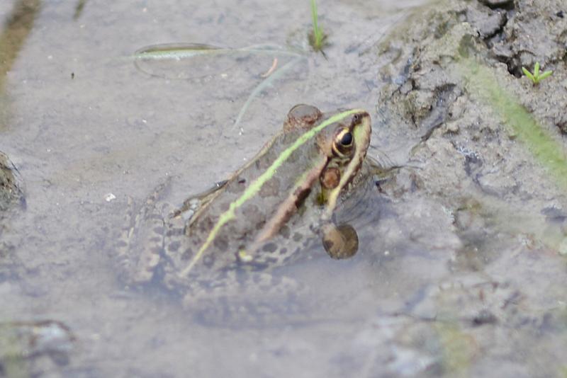 Pelophylax/Rana sp. Pelophylax/Rana sp.