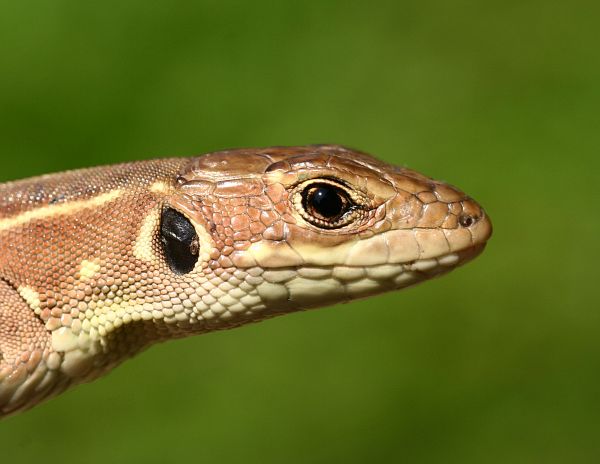 Lacerta trilineata