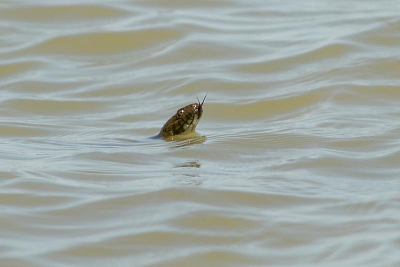 Natrix tessellata