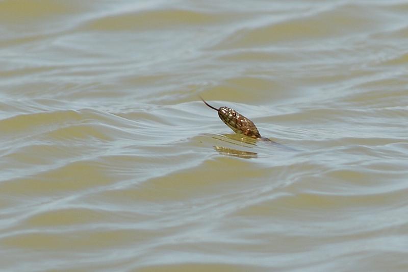 Natrix tessellata