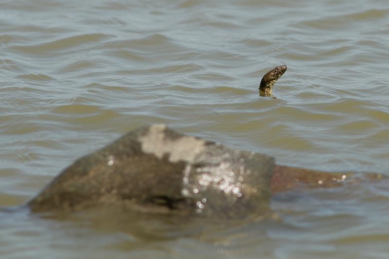 Natrix tessellata