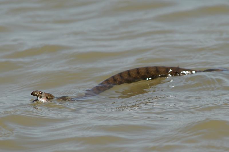 Natrix tessellata