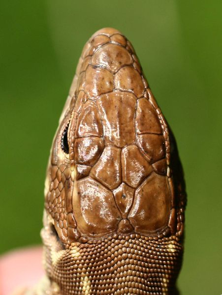 Lacerta trilineata