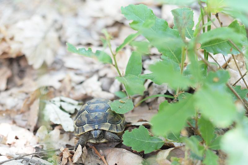 Testudo graeca