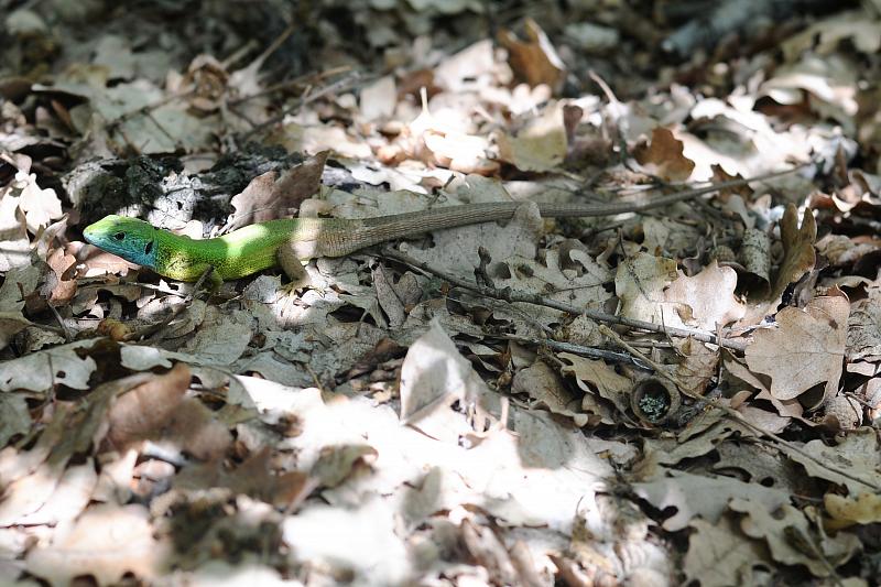 Lacerta viridis