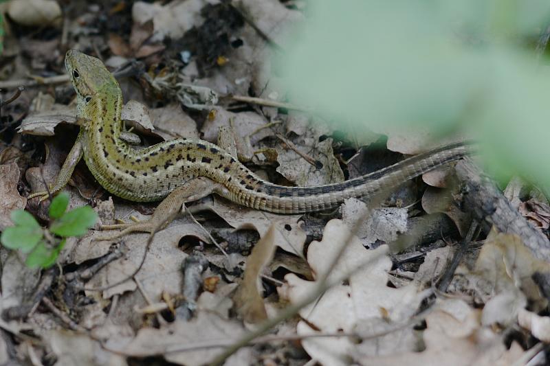 Lacerta viridis