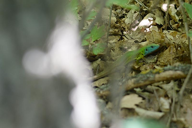 Lacerta viridis