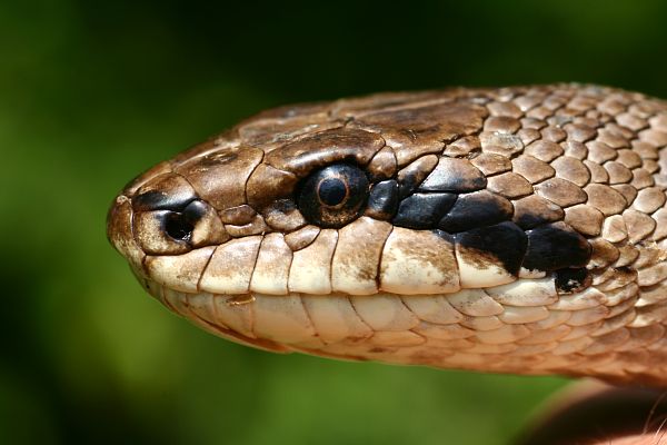 Elaphe quatuorlineata