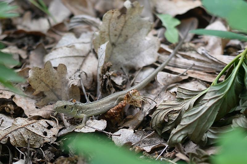 Lacerta viridis