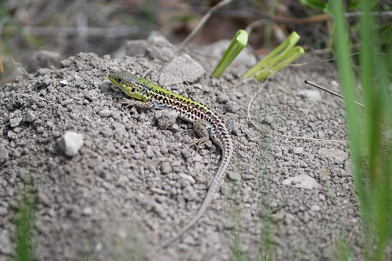 Podarcis tauricus