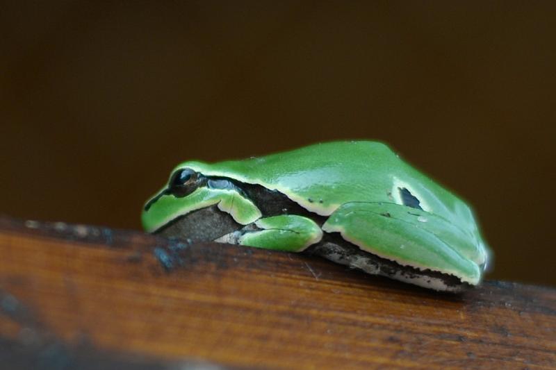 Hyla arborea