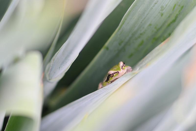 Hyla arborea