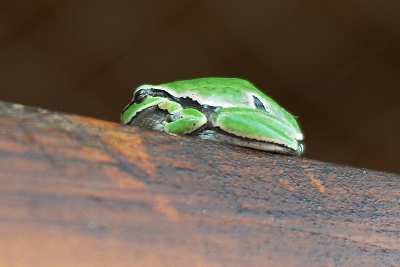 Hyla arborea Hyla arborea