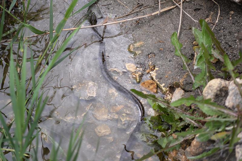 Natrix tessellata Natrix tessellata
