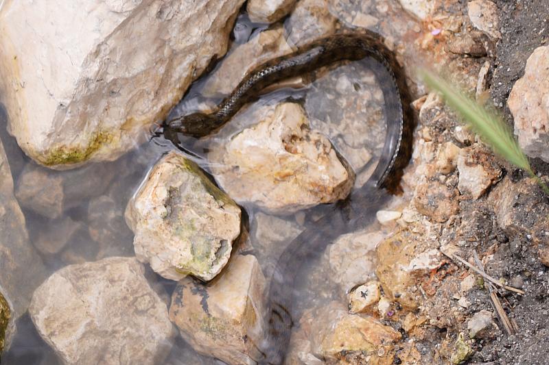 Natrix tessellata