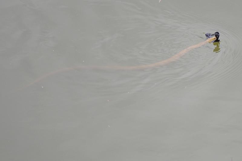Natrix tessellata Natrix tessellata
