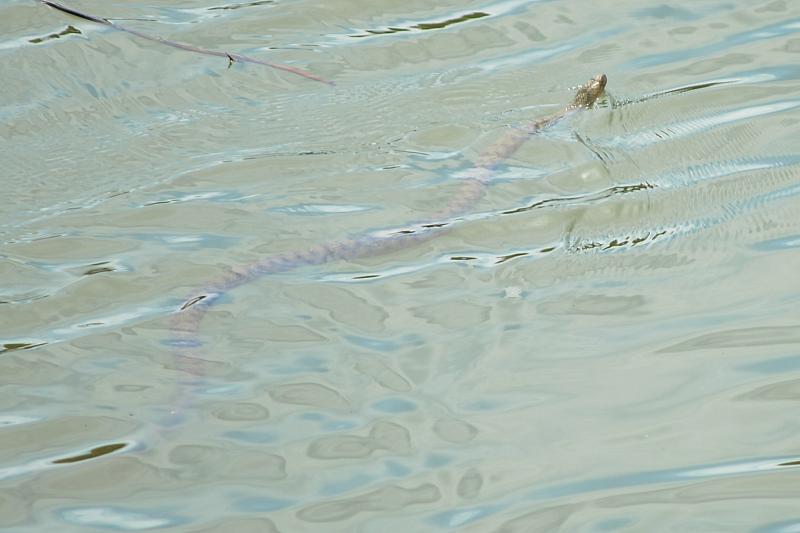 Natrix tessellata