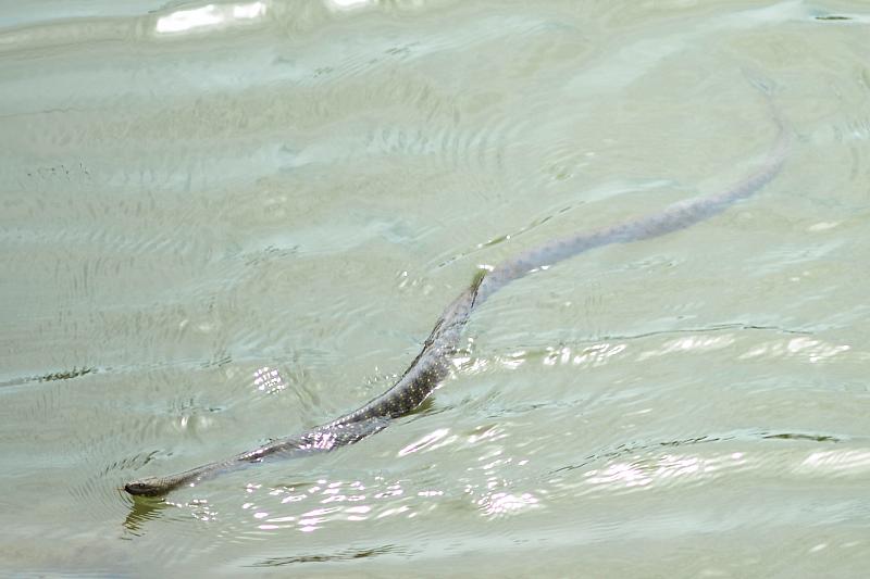 Natrix tessellata