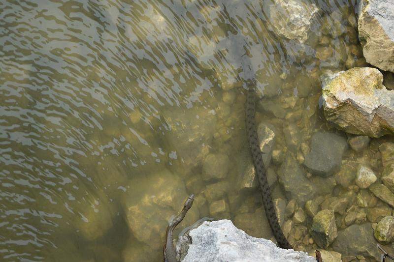 Natrix tessellata Natrix tessellata