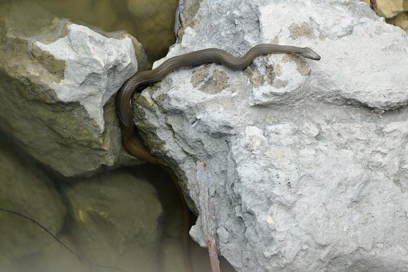 Natrix tessellata Natrix tessellata