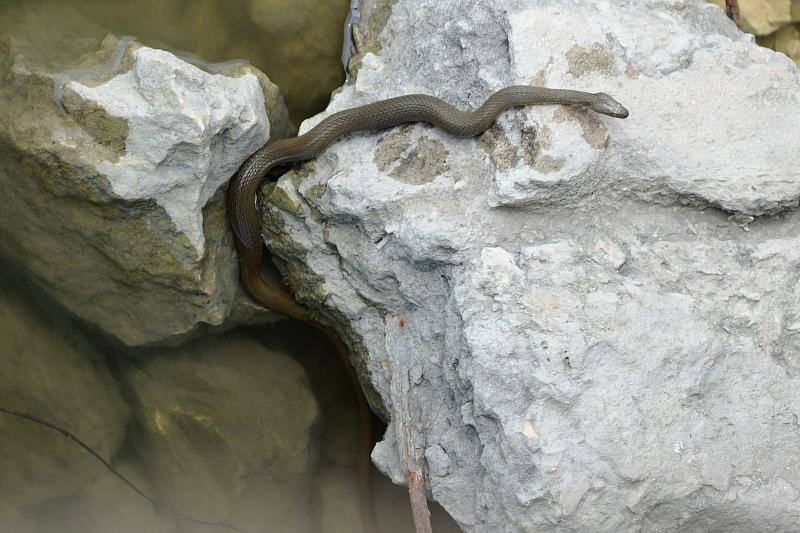 Natrix tessellata