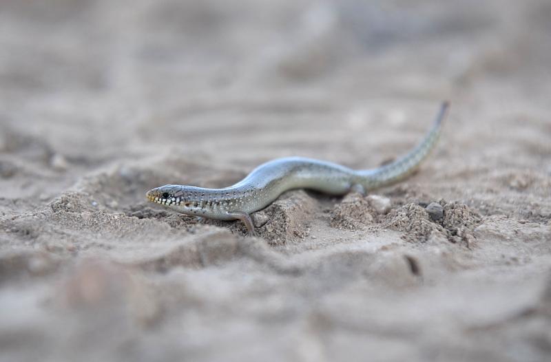 Chalcides ocellatus