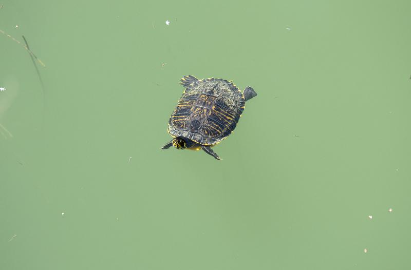 Trachemys scripta