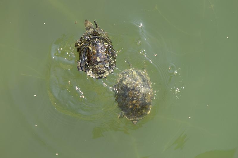 Mauremys rivulata