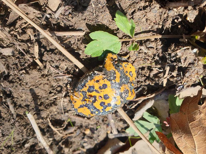 Bombina variegata