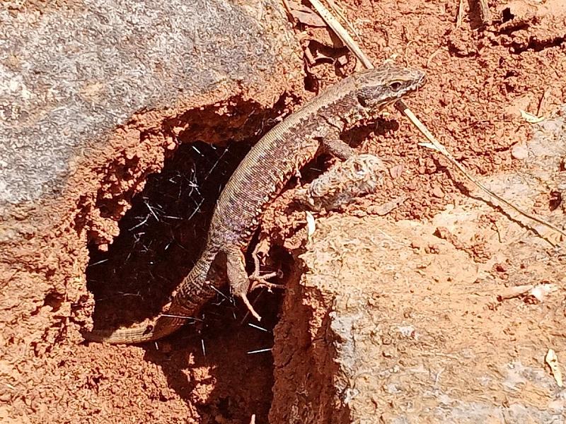 Podarcis muralis