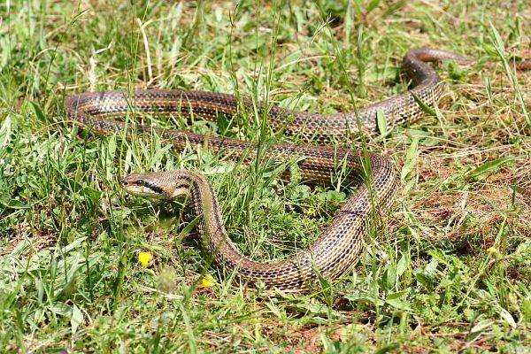 Elaphe quatuorlineata