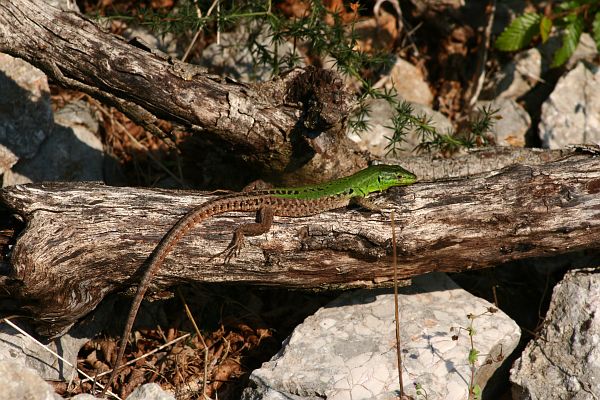 Podarcis siculus