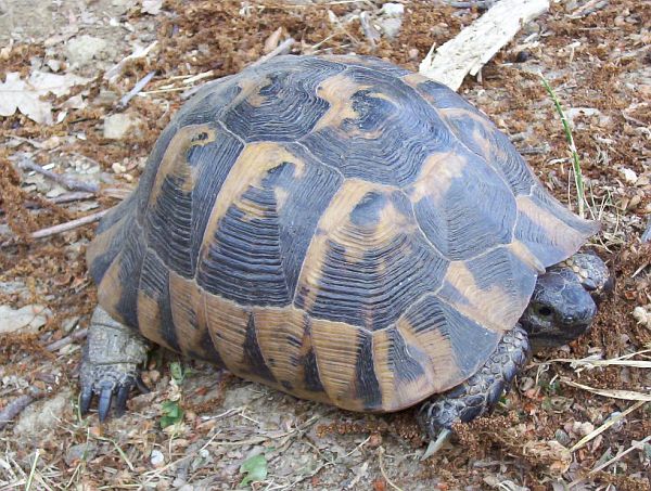 Testudo graeca