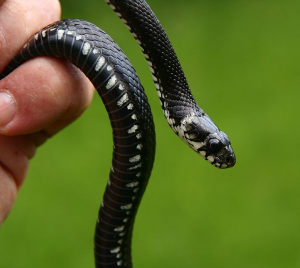 Grass Snake - Natrix Natrix Stock Image - Image of nature, defense
