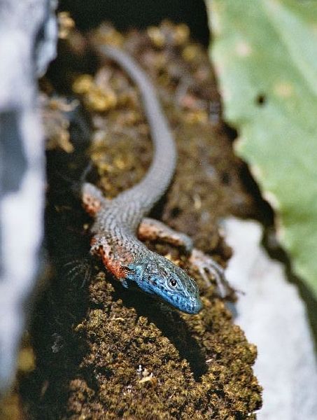 Algyroides nigropunctatus