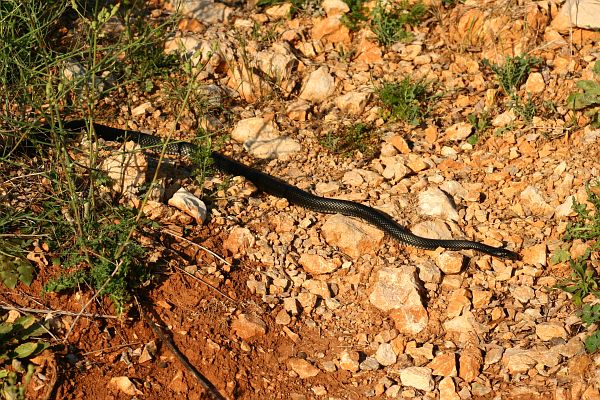 Hierophis viridiflavus