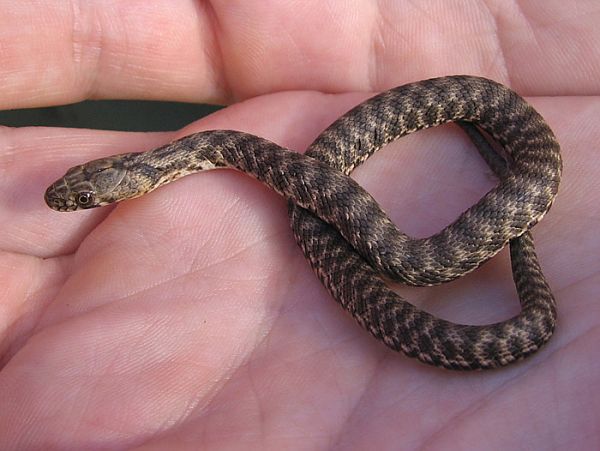 Natrix tessellata