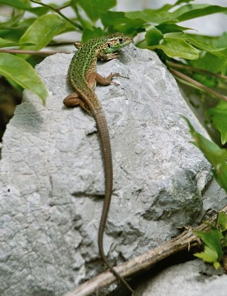 Lacerta viridis