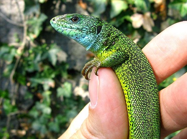 Lacerta viridis