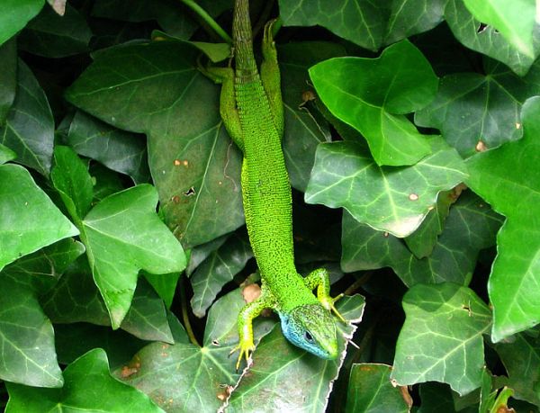 Lacerta viridis